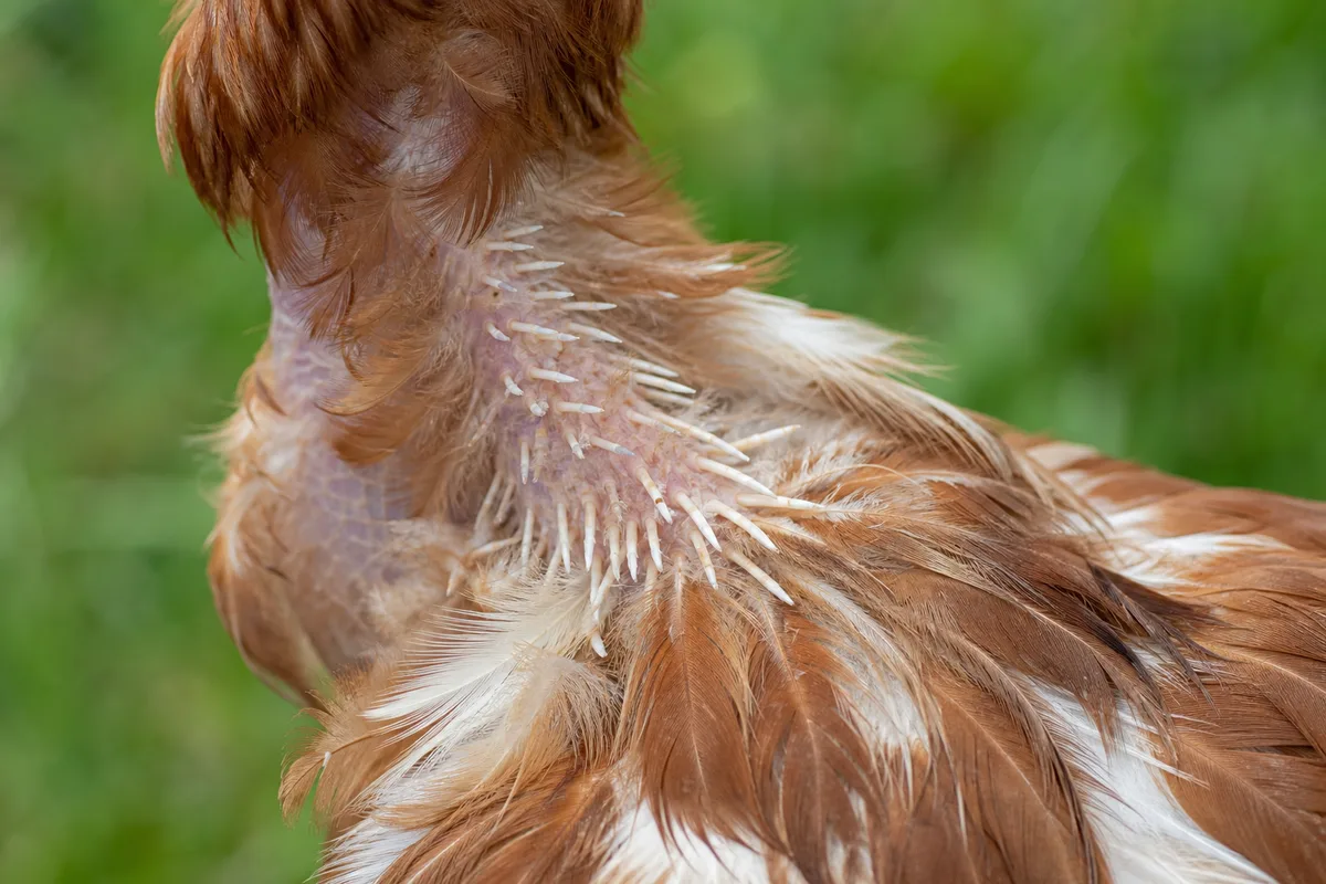 Poule fermière au plumage clairsemé sur un parcours herbeux en fin d’été