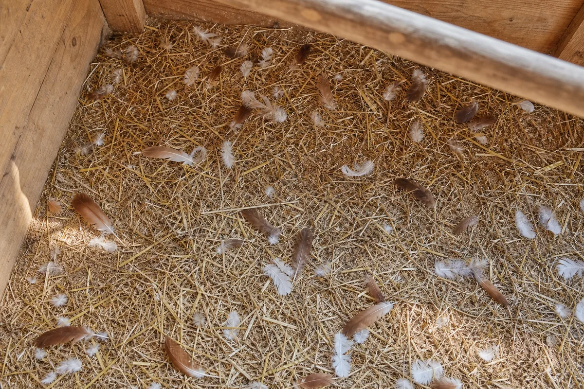 Plumes de poule tombées sur la litière de paille au fond d’un poulailler en bois